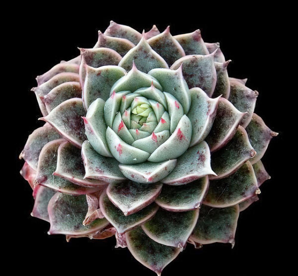 大和锦 Echeveria purpusorum