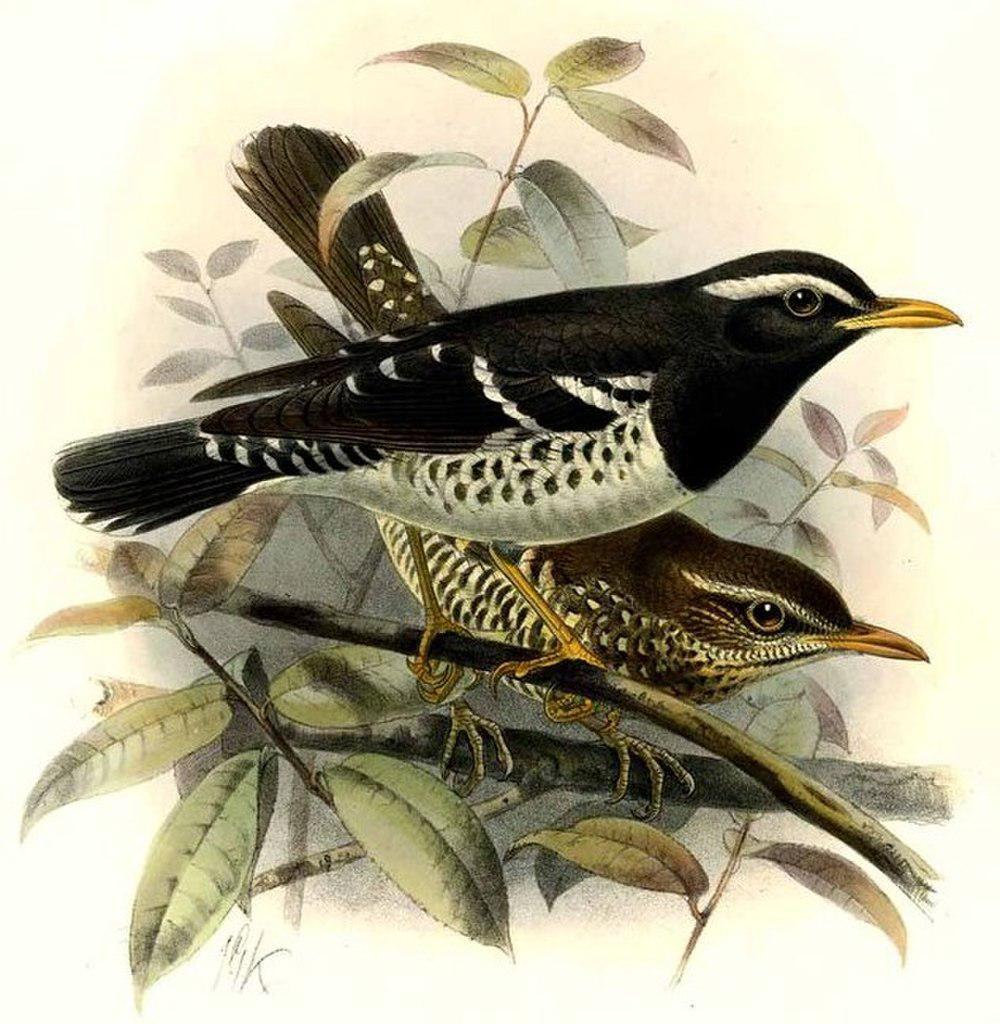 杂色地鸫 / Pied Thrush / Geokichla wardii