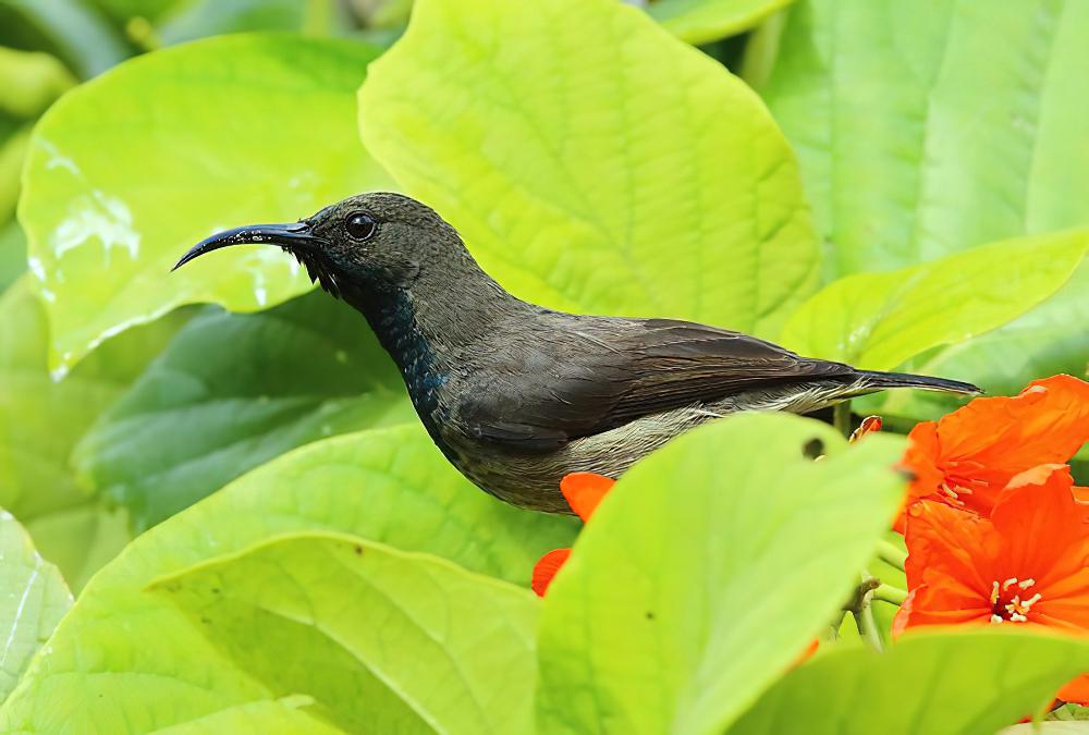 塞舌尔花蜜鸟 / Seychelles Sunbird / Cinnyris dussumieri