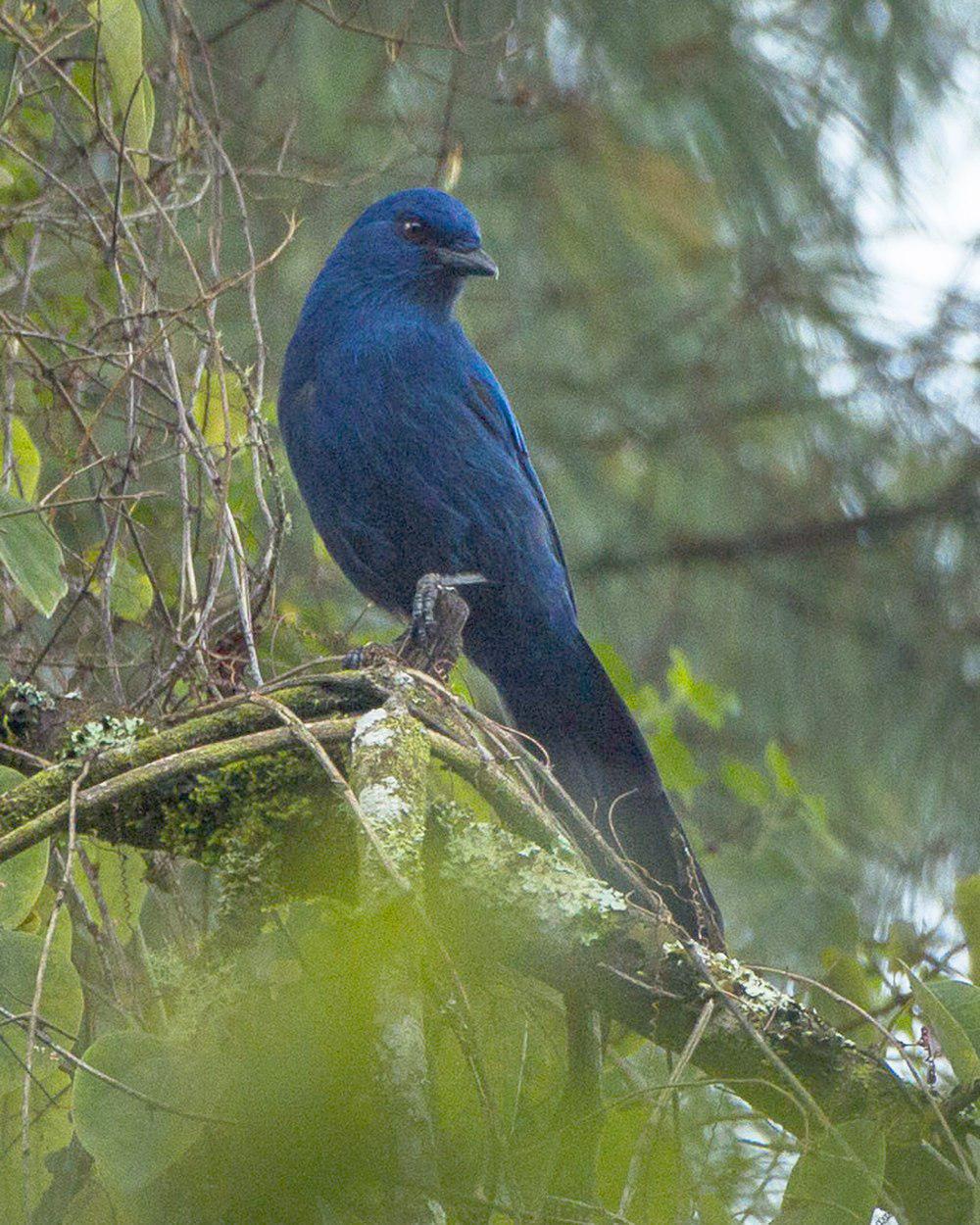 纯色丛鸦 / Unicolored Jay / Aphelocoma unicolor