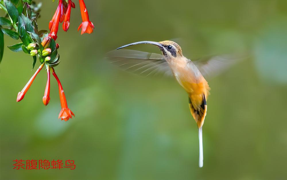 茶腹隐蜂鸟 / Tawny-bellied Hermit / Phaethornis syrmatophorus