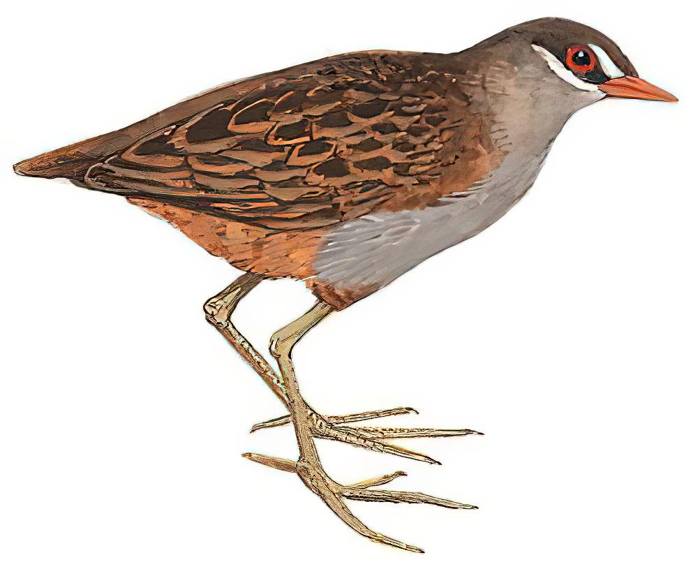 白眉田鸡 / White-browed Crake / Poliolimnas cinereus