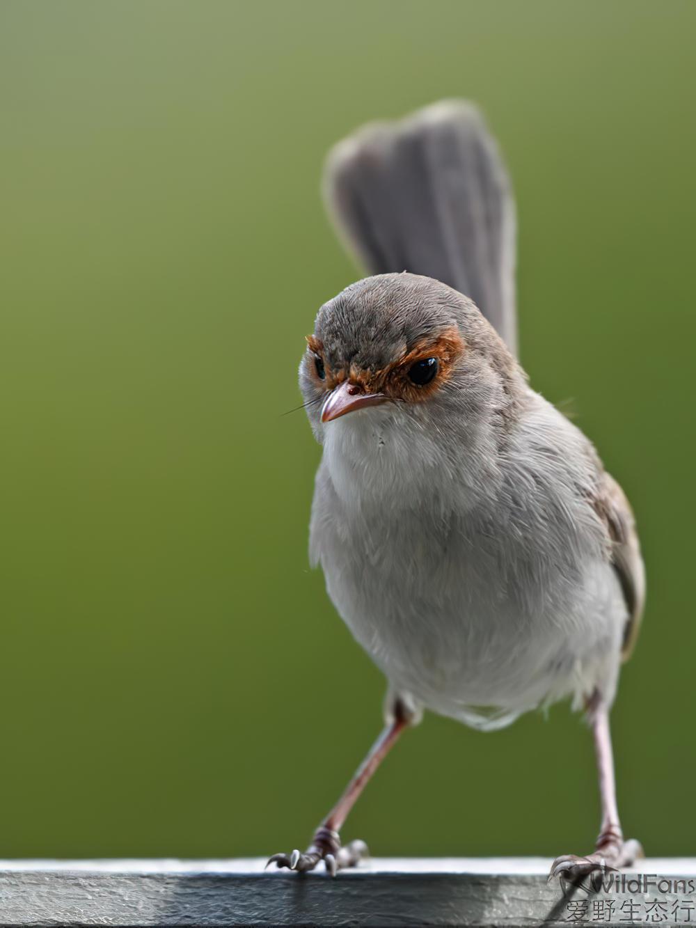 华丽细尾鹩莺 / Superb Fairywren / Malurus cyaneus