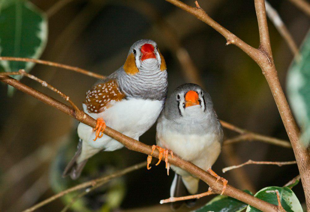 斑胸草雀 / Zebra Finch / Taeniopygia guttata