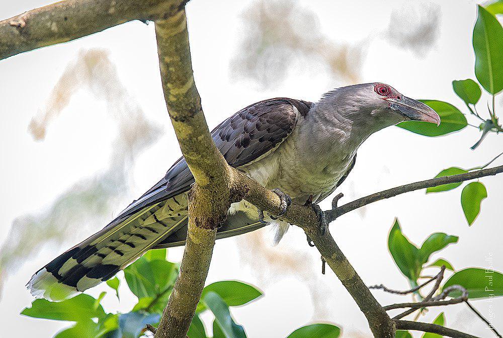 沟嘴鹃 / Channel-billed Cuckoo / Scythrops novaehollandiae