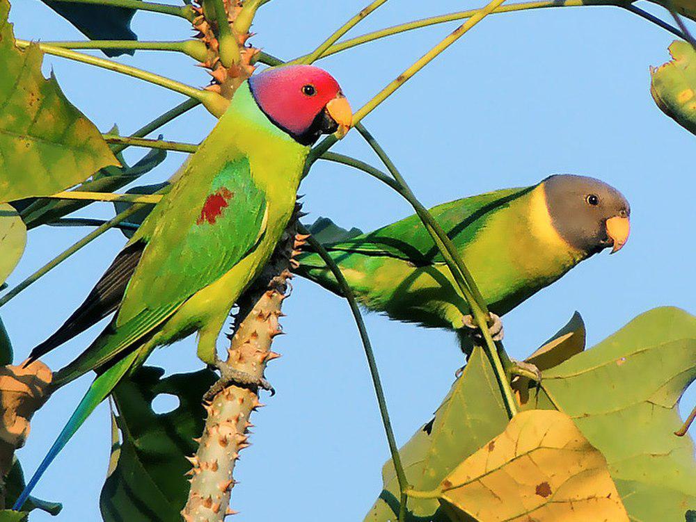 梅头鹦鹉 / Plum-headed Parakeet / Psittacula cyanocephala