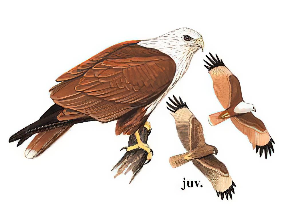 栗鸢 / Brahminy Kite / Haliastur indus