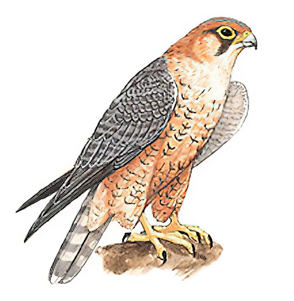 拟游隼 / Barbary Falcon / Falco pelegrinoides