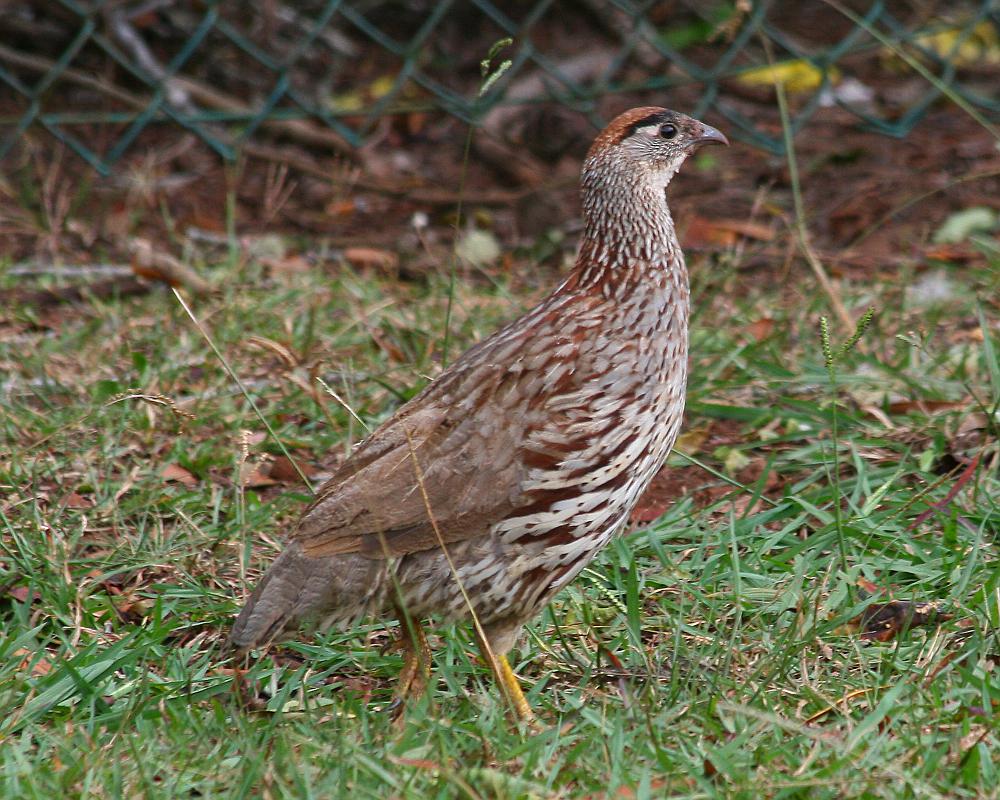 棕顶鹧鸪 / Erckel\'s Spurfowl / Pternistis erckelii