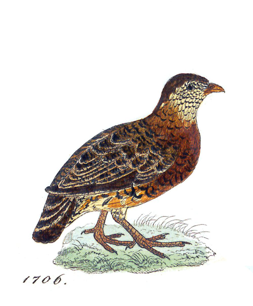 栗胸山鹧鸪 / Chestnut-necklaced Partridge / Tropicoperdix charltonii