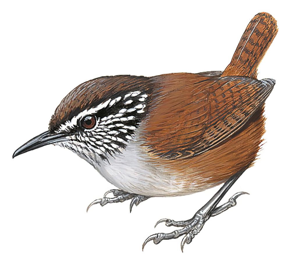 圣马林鹩 / Hermit Wood Wren / Henicorhina anachoreta