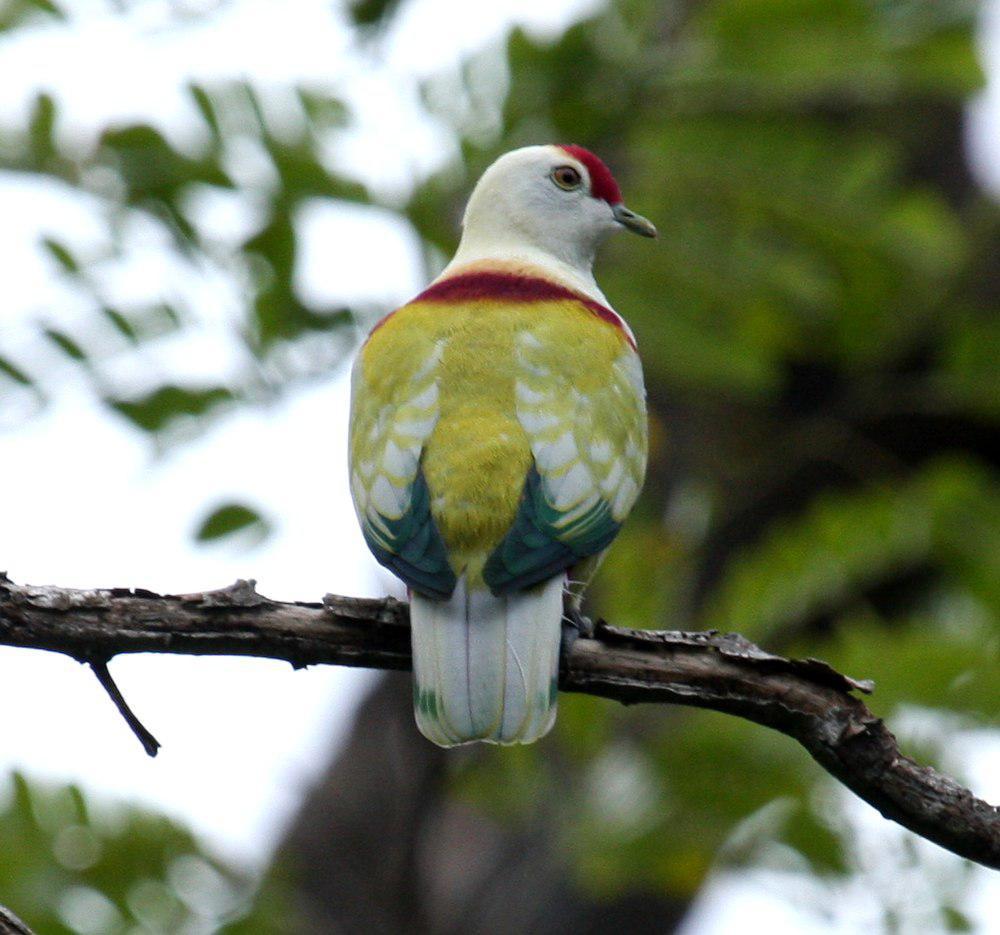 多色果鸠 / Many-colored Fruit Dove / Ptilinopus perousii