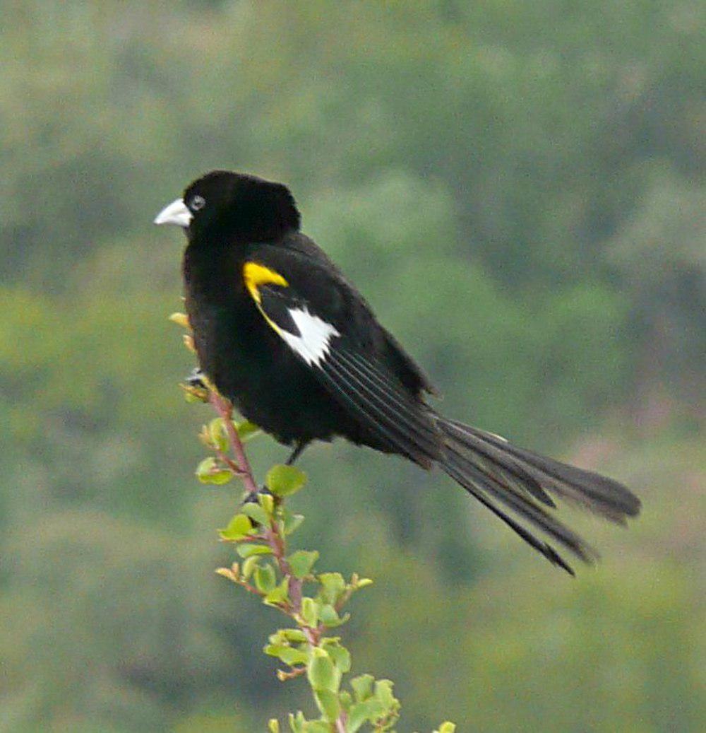 白翅巧织雀 / White-winged Widowbird / Euplectes albonotatus