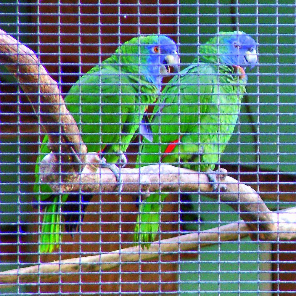 红颈鹦哥 / Red-necked Amazon / Amazona arausiaca