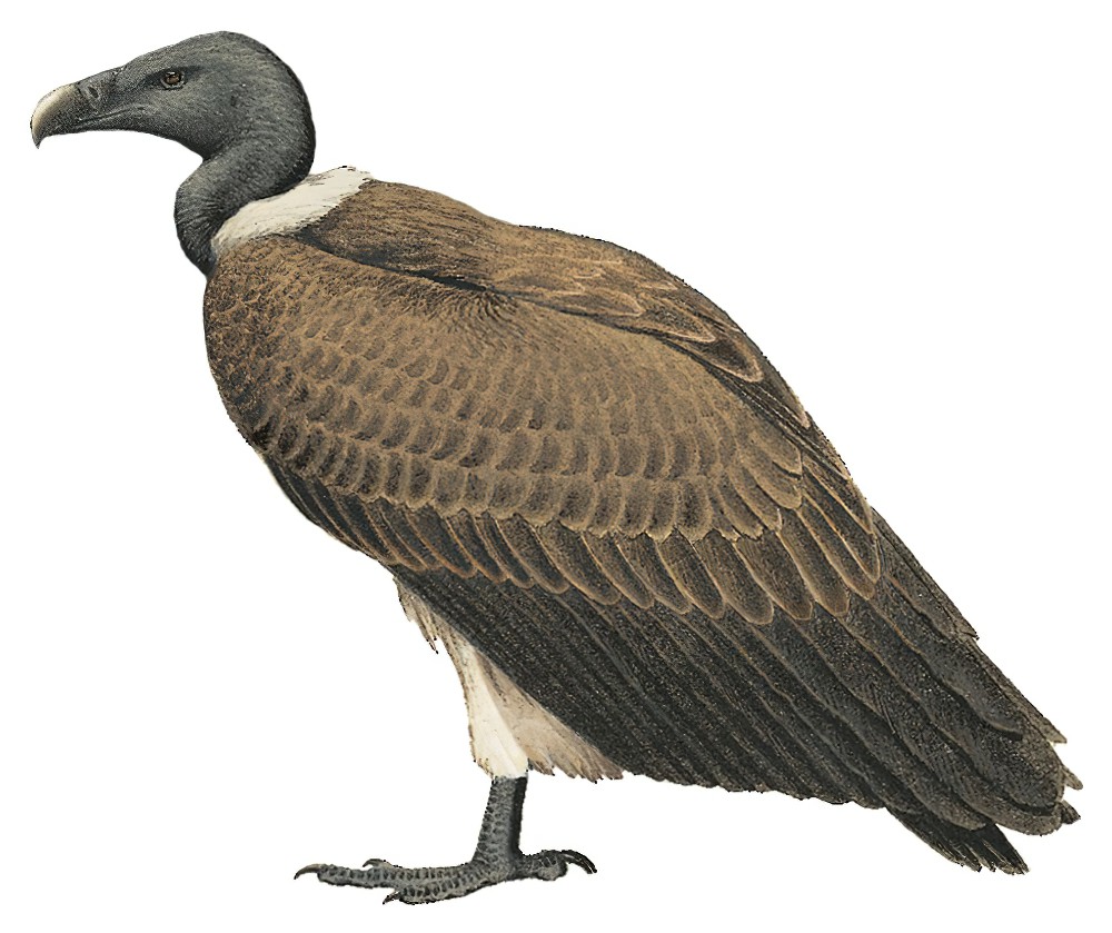 细嘴兀鹫 / Slender-billed Vulture / Gyps tenuirostris