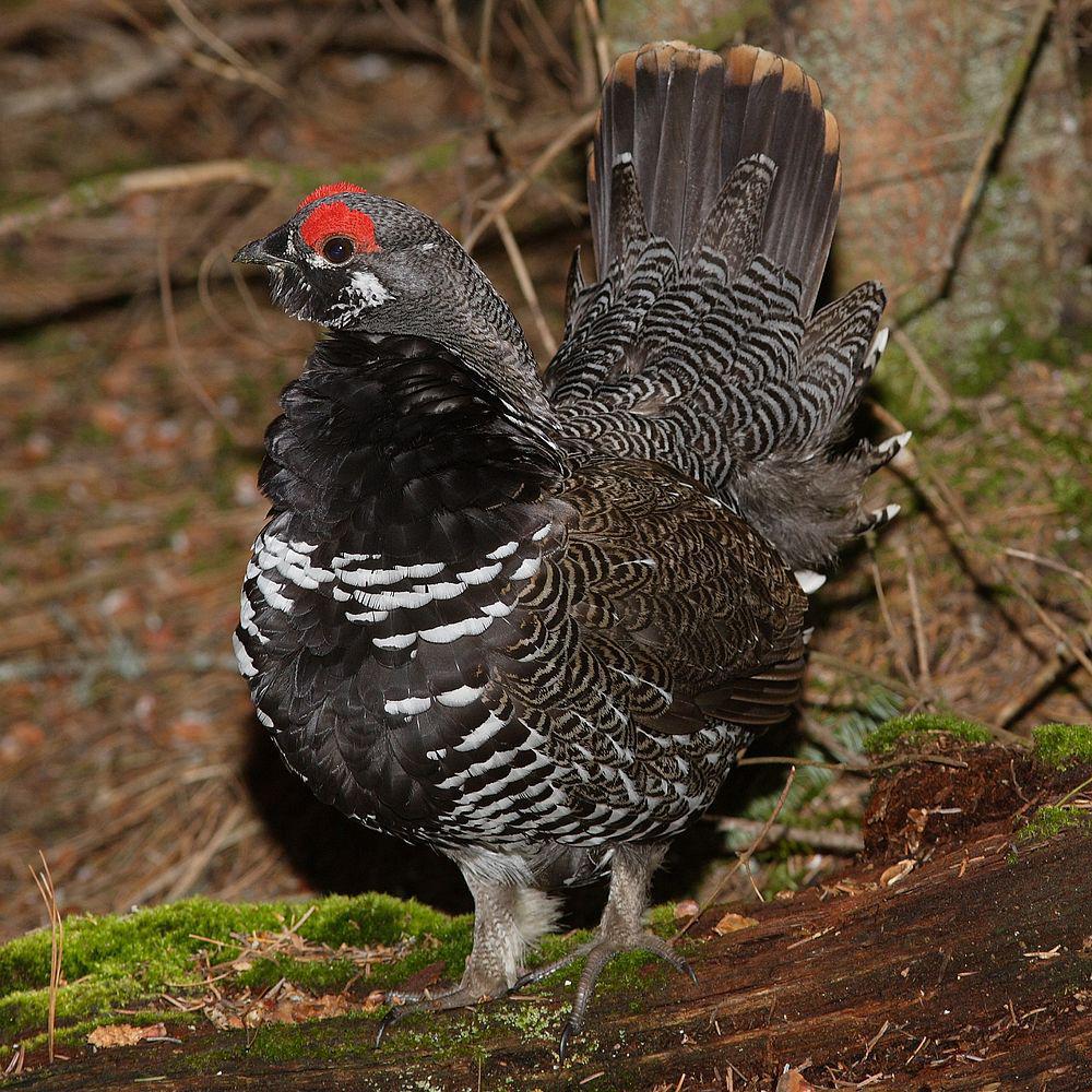 枞树镰翅鸡 / Spruce Grouse / Falcipennis canadensis