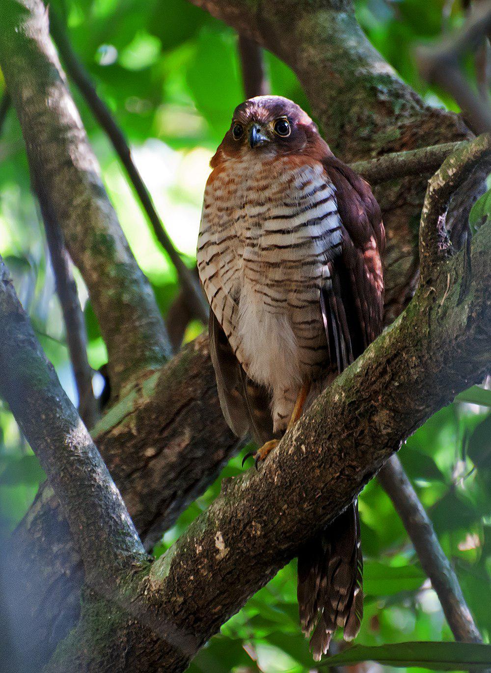 斑林隼 / Barred Forest Falcon / Micrastur ruficollis