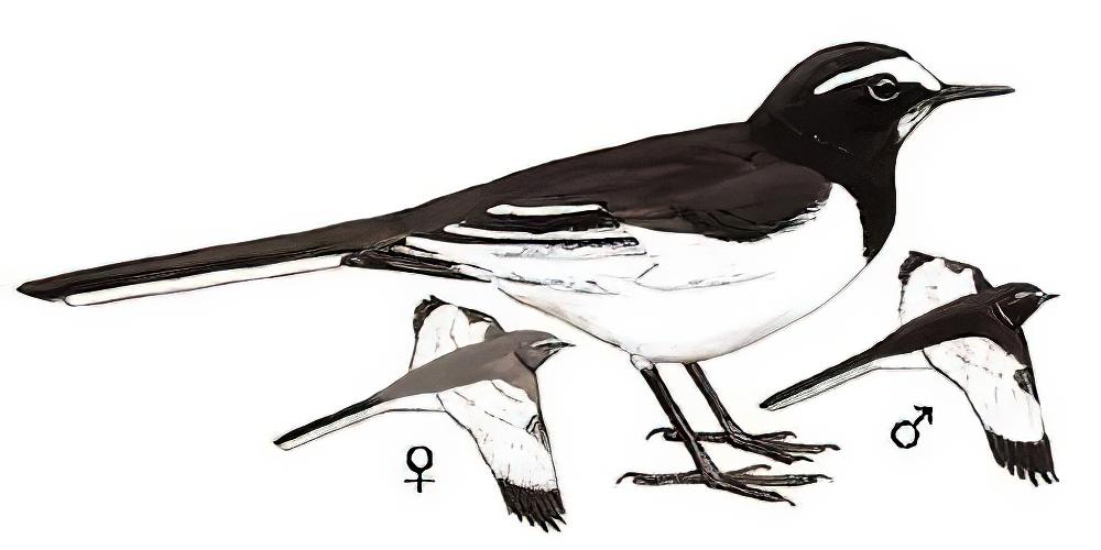 日本鹡鸰 / Japanese Wagtail / Motacilla grandis