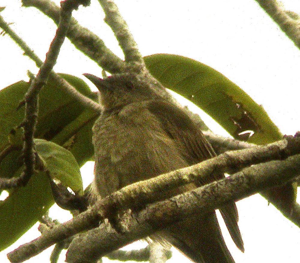 绿褐吸蜜鸟 / Plain Honeyeater / Pycnopygius ixoides