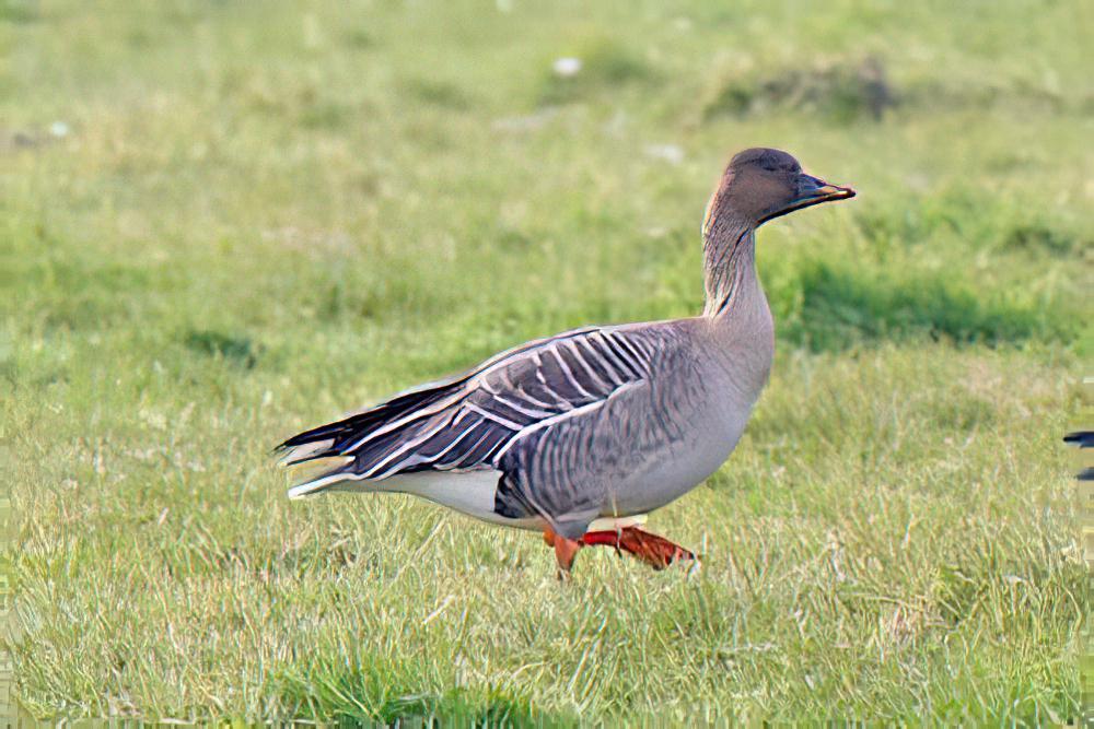 短嘴豆雁 / Tundra Bean Goose / Anser serrirostris