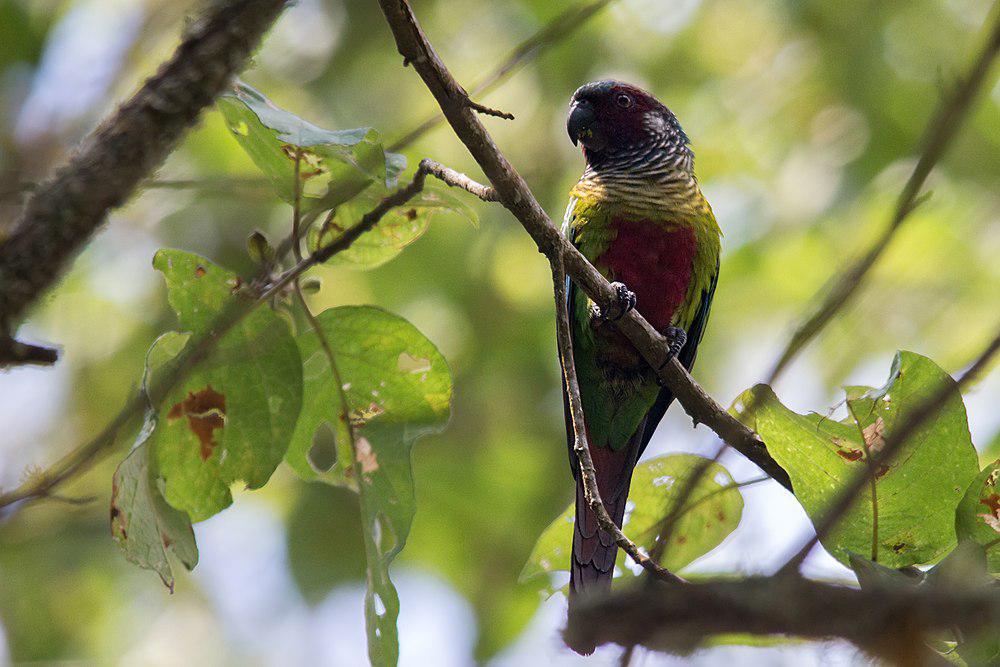 委内瑞拉鹦哥 / Venezuelan Parakeet / Pyrrhura emma