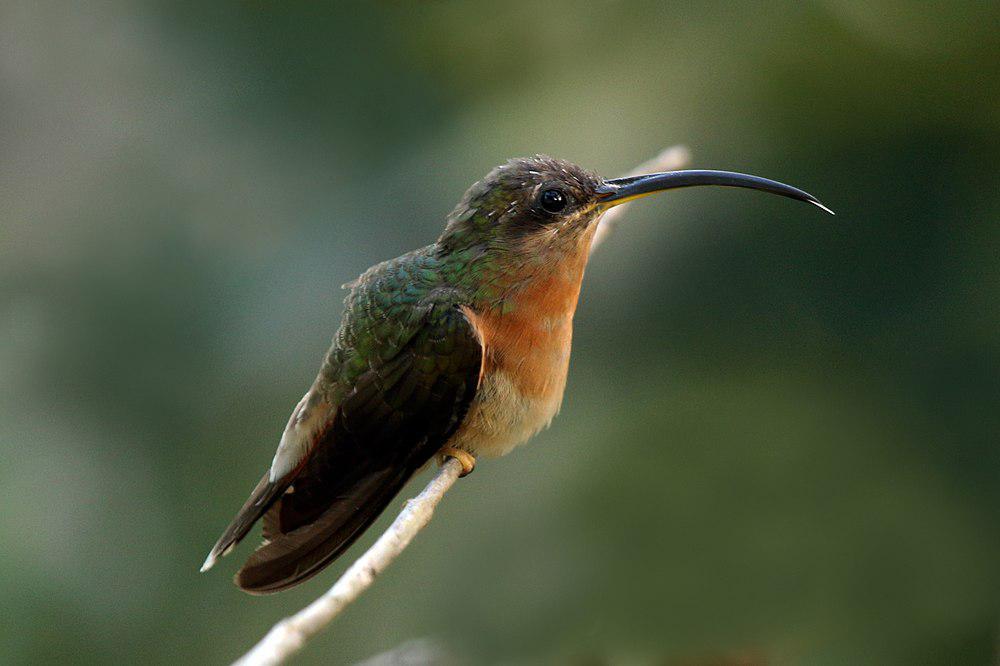 棕胸铜色蜂鸟 / Rufous-breasted Hermit / Glaucis hirsutus