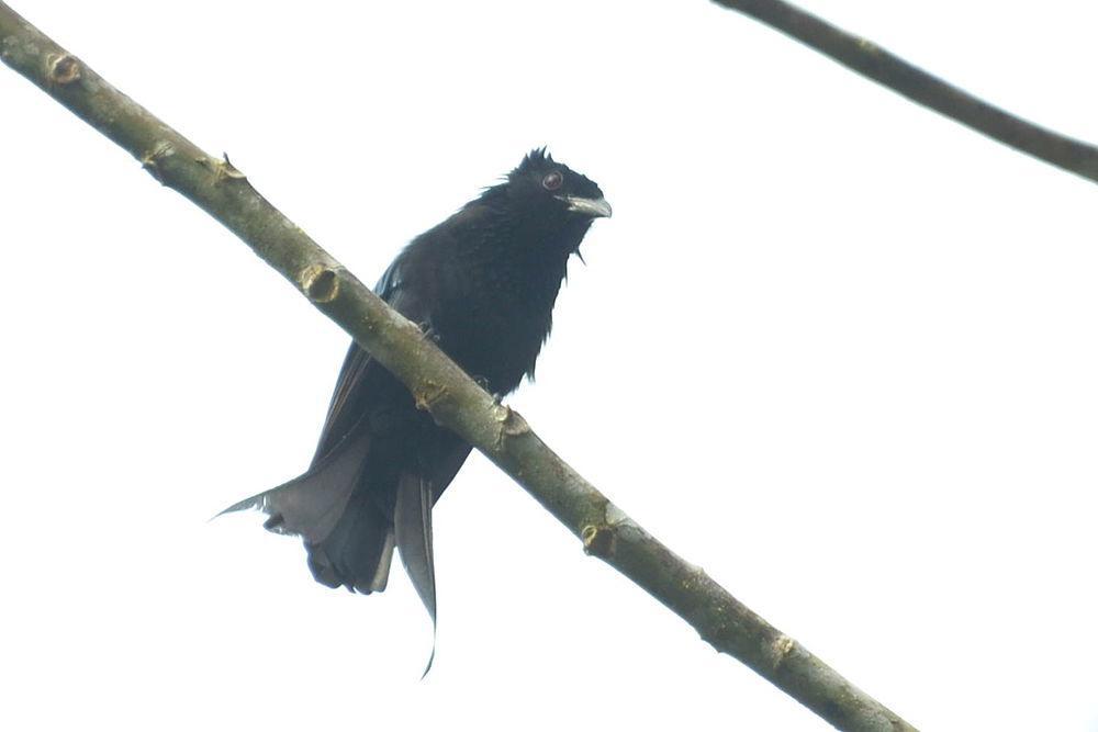 苏拉卷尾 / Sulawesi Drongo / Dicrurus montanus