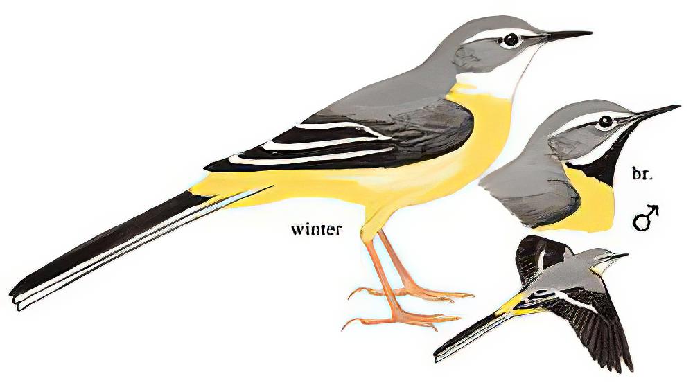 灰鹡鸰 / Grey Wagtail / Motacilla cinerea