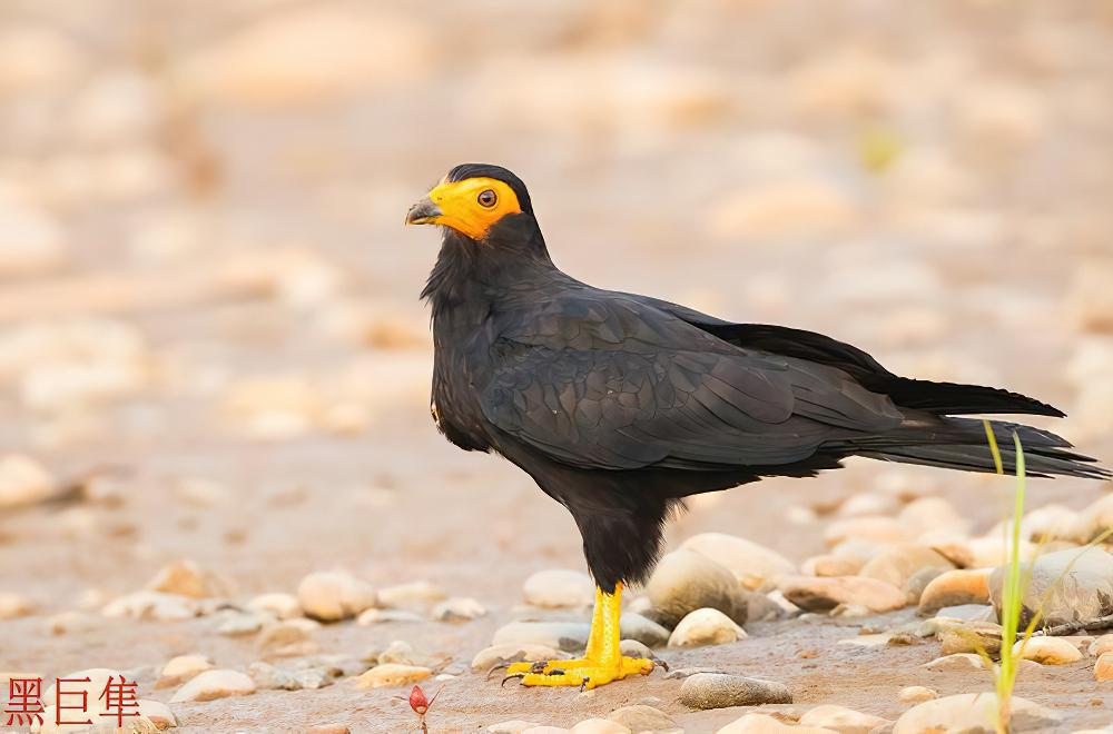 黑巨隼 / Black Caracara / Daptrius ater