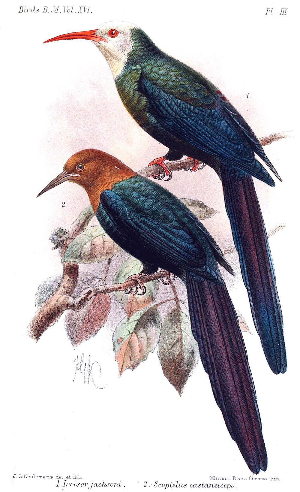 栗头林戴胜 / Forest Wood Hoopoe / Phoeniculus castaneiceps