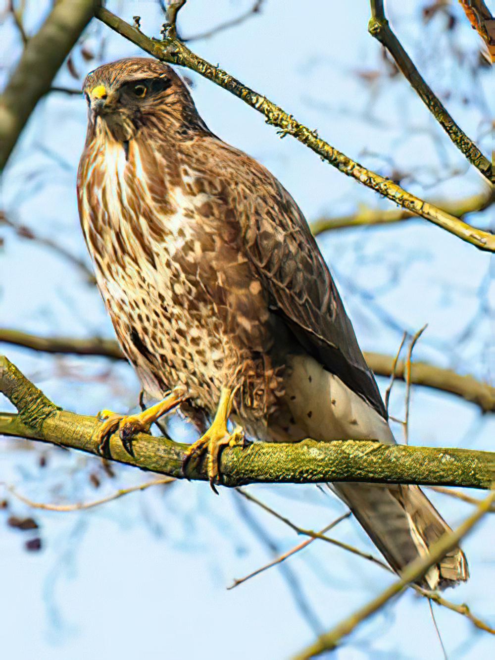 喜山鵟 / Himalayan Buzzard / Buteo burmanicus