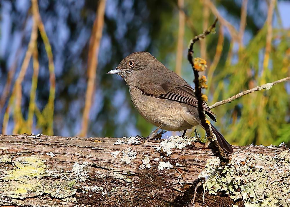 灰黑鹟 / Abyssinian Slaty Flycatcher / Melaenornis chocolatinus