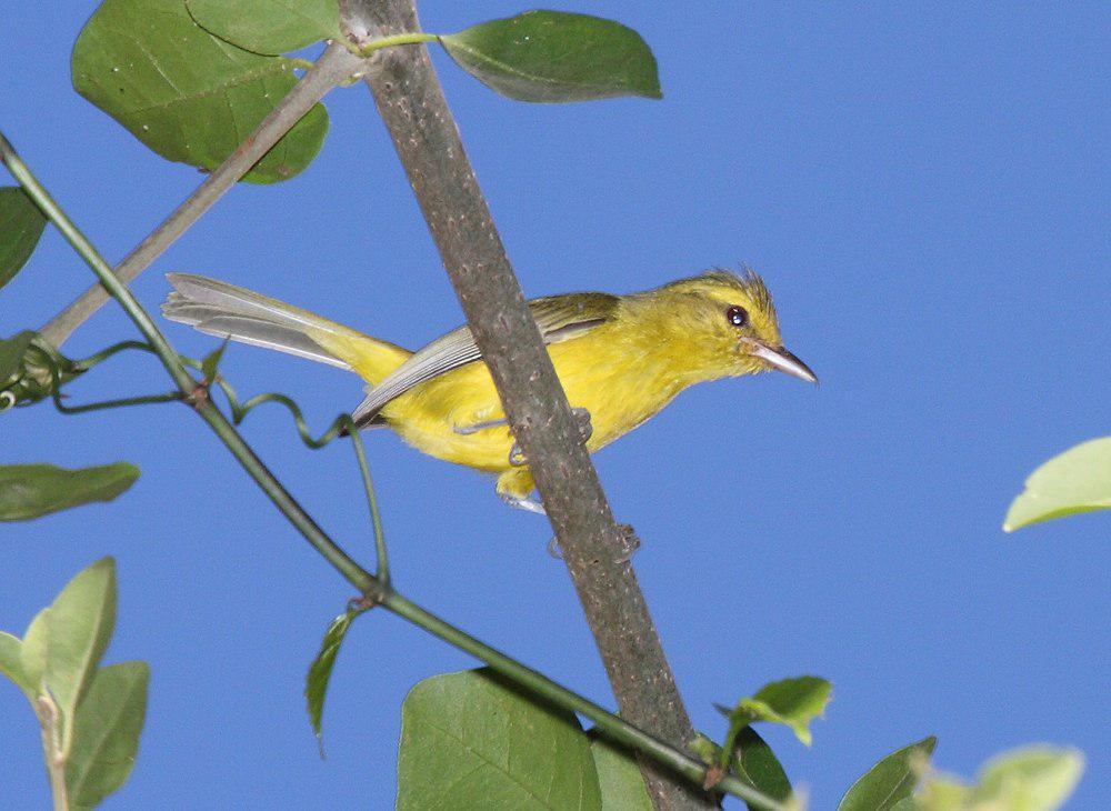 金莺雀 / Golden Vireo / Vireo hypochryseus