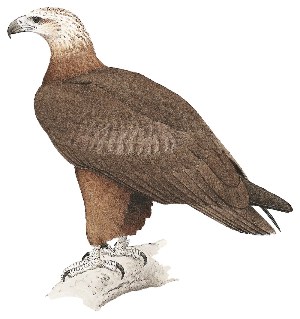 所罗门海雕 / Sanford's Sea Eagle / Haliaeetus sanfordi