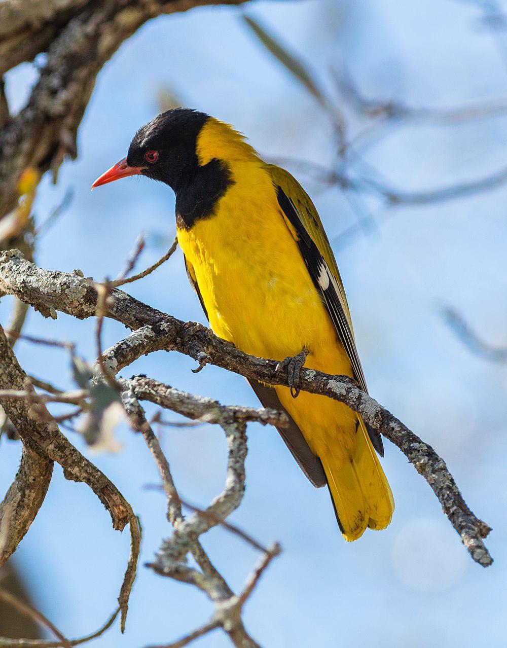 东非黑头黄鹂 / Black-headed Oriole / Oriolus larvatus