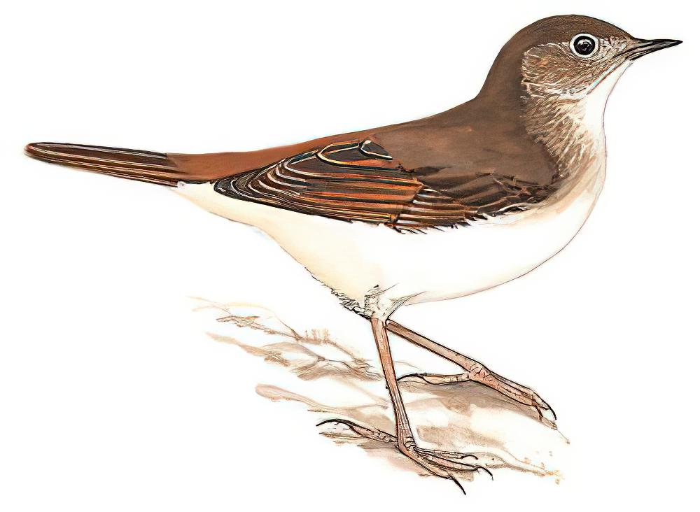 新疆歌鸲 / Common Nightingale / Luscinia megarhynchos
