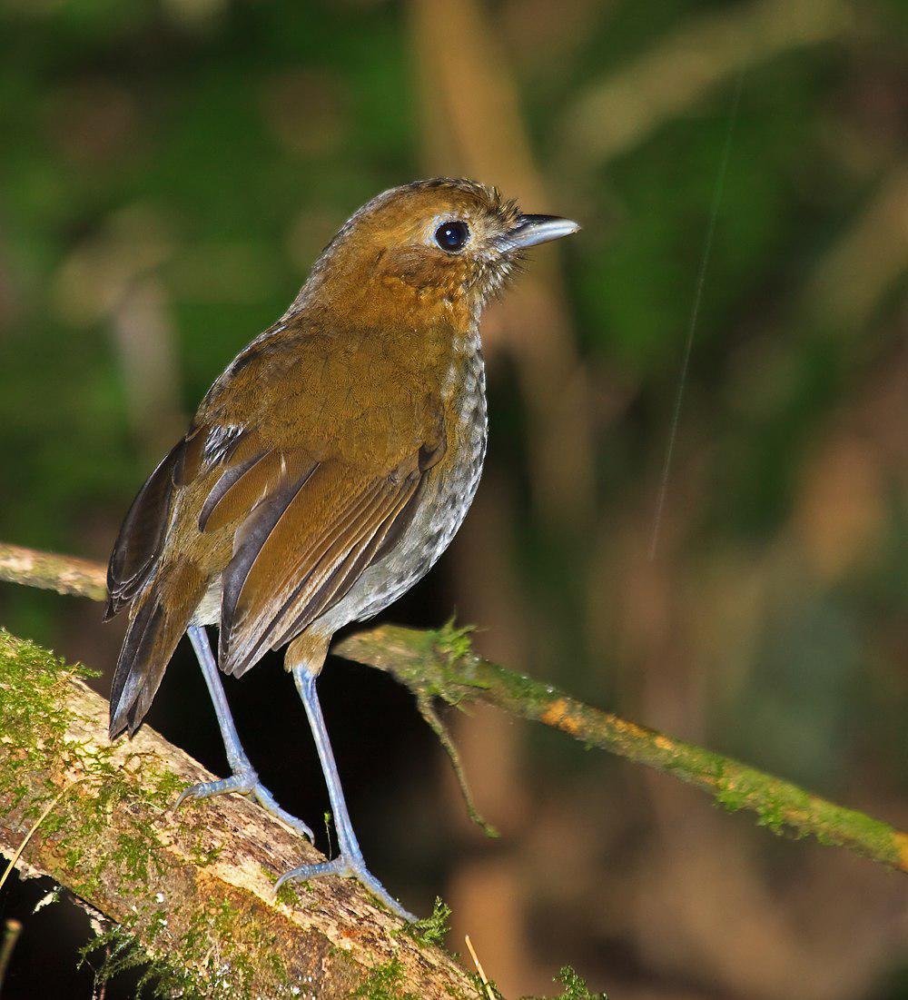 乌劳蚁鸫 / Urrao Antpitta / Grallaria urraoensis