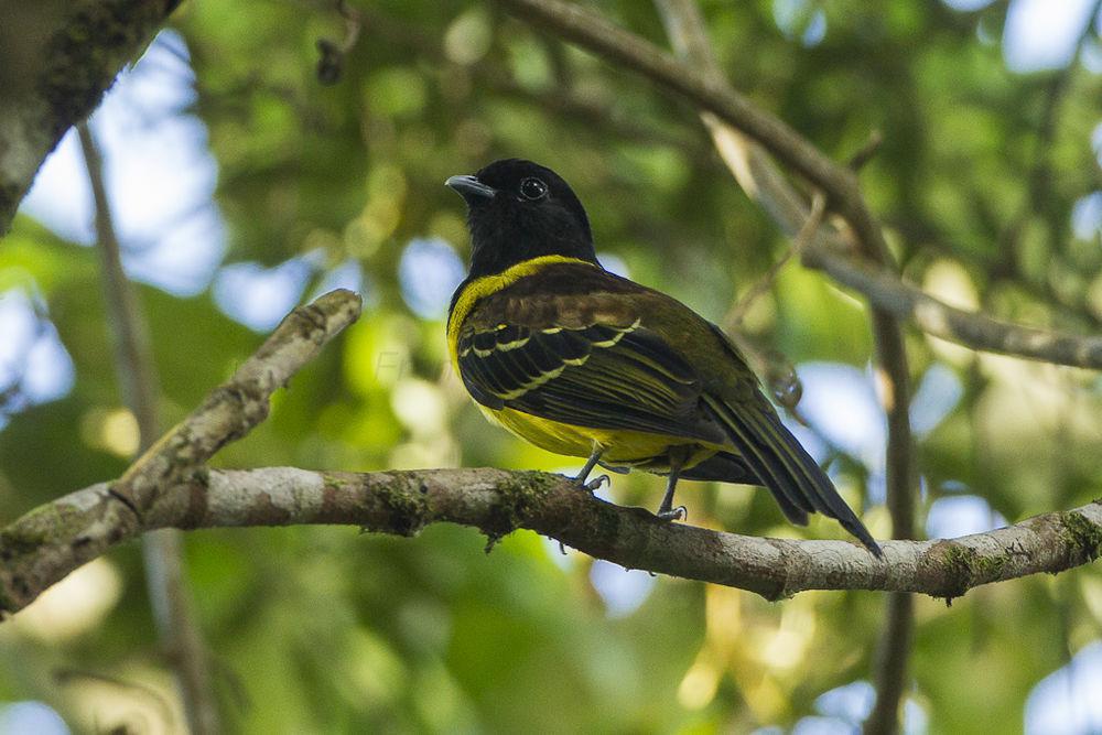 冠食果伞鸟 / Hooded Berryeater / Carpornis cucullata