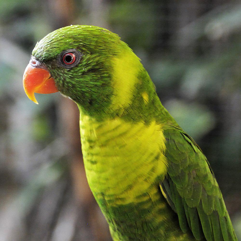 叶华丽鹦鹉 / Leaf Lorikeet / Trichoglossus weberi