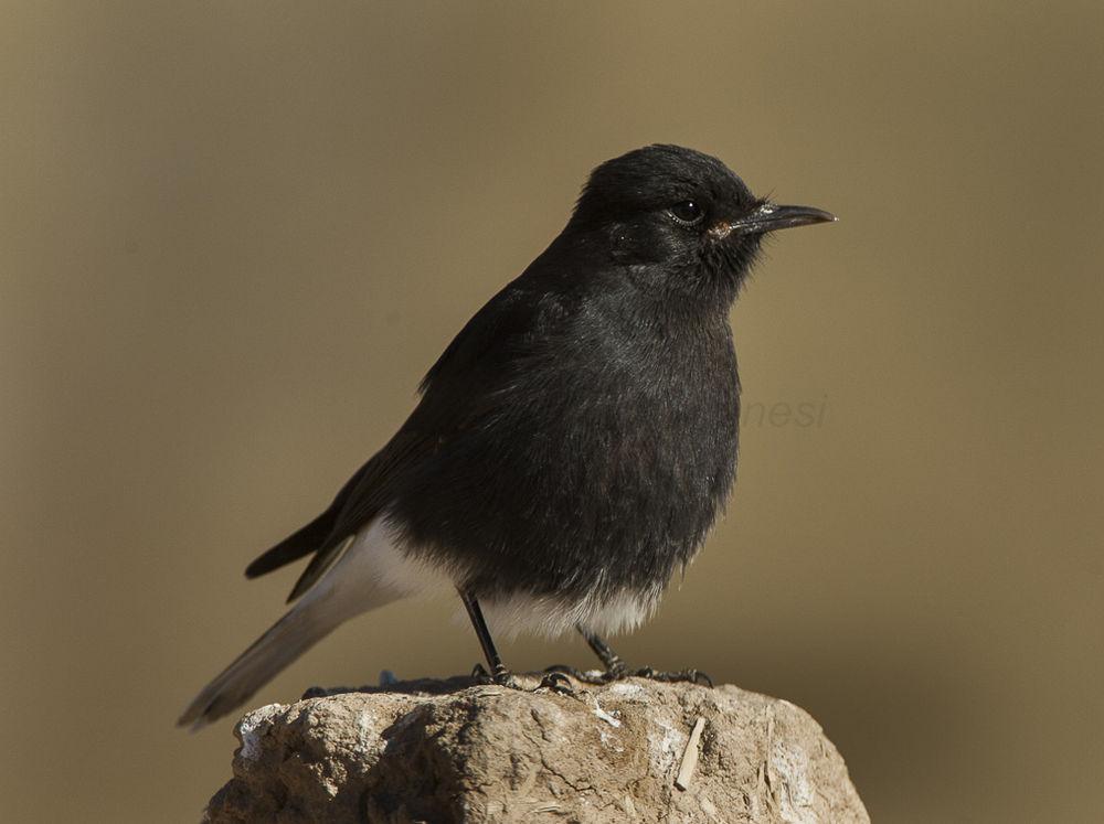 白尾䳭 / Black Wheatear / Oenanthe leucura