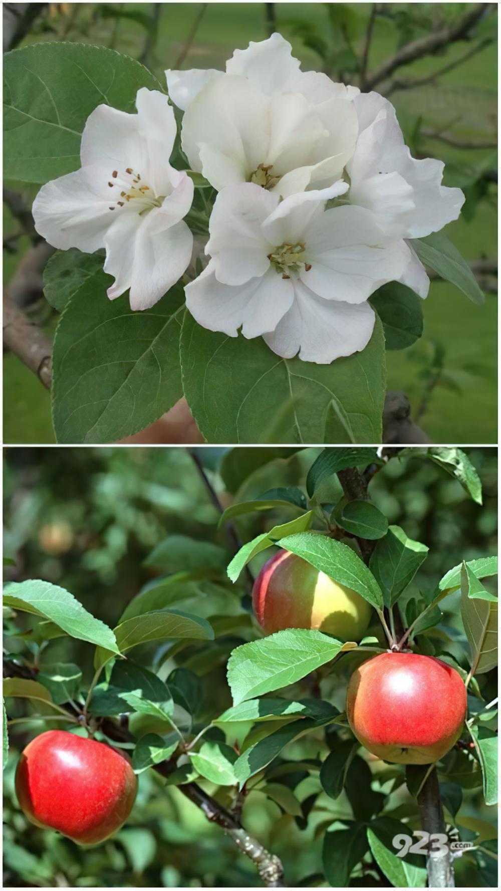 苹果属品种介绍