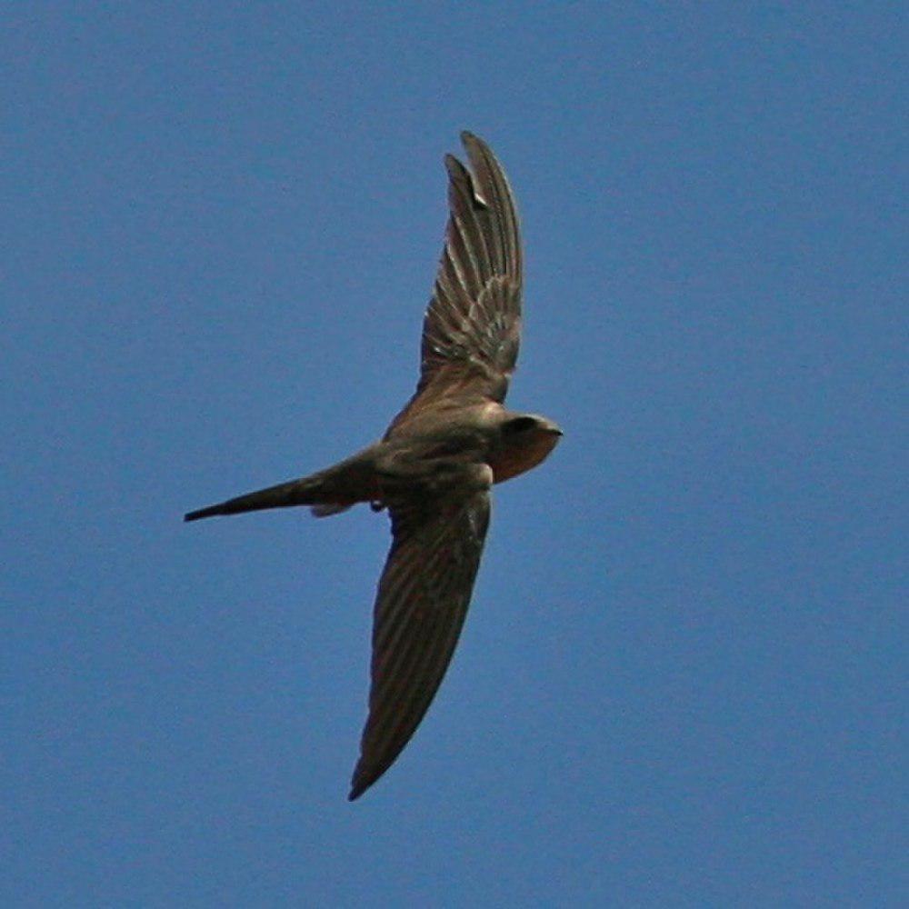 非洲棕雨燕 / African Palm Swift / Cypsiurus parvus