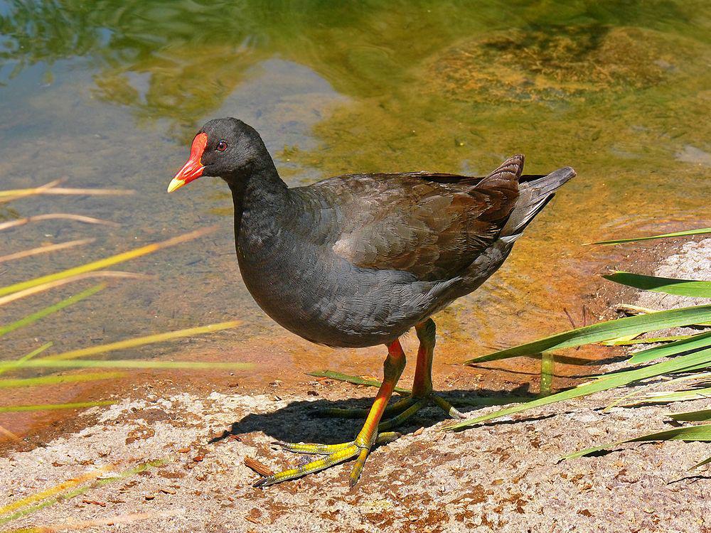 暗色水鸡 / Dusky Moorhen / Gallinula tenebrosa