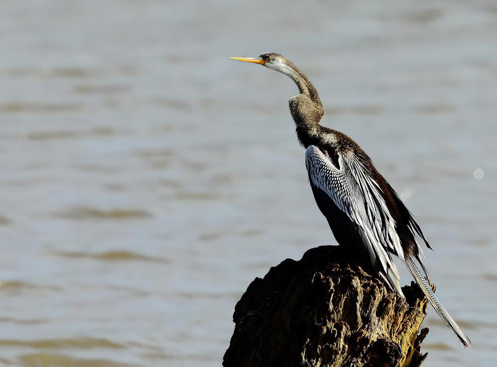 黑腹蛇鹈 / Oriental Darter / Anhinga melanogaster