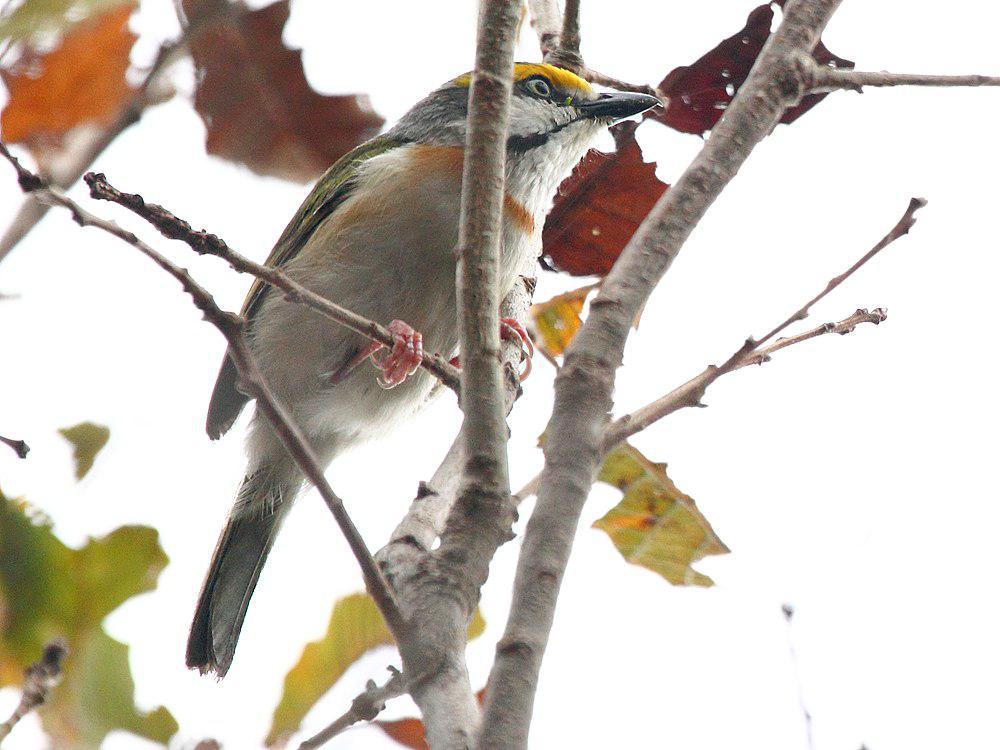 栗胁鵙雀 / Chestnut-sided Shrike-Vireo / Vireolanius melitophrys