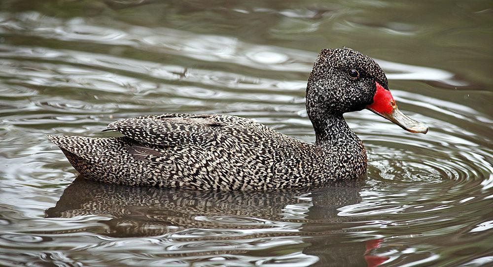 澳洲斑鸭 / Freckled Duck / Stictonetta naevosa