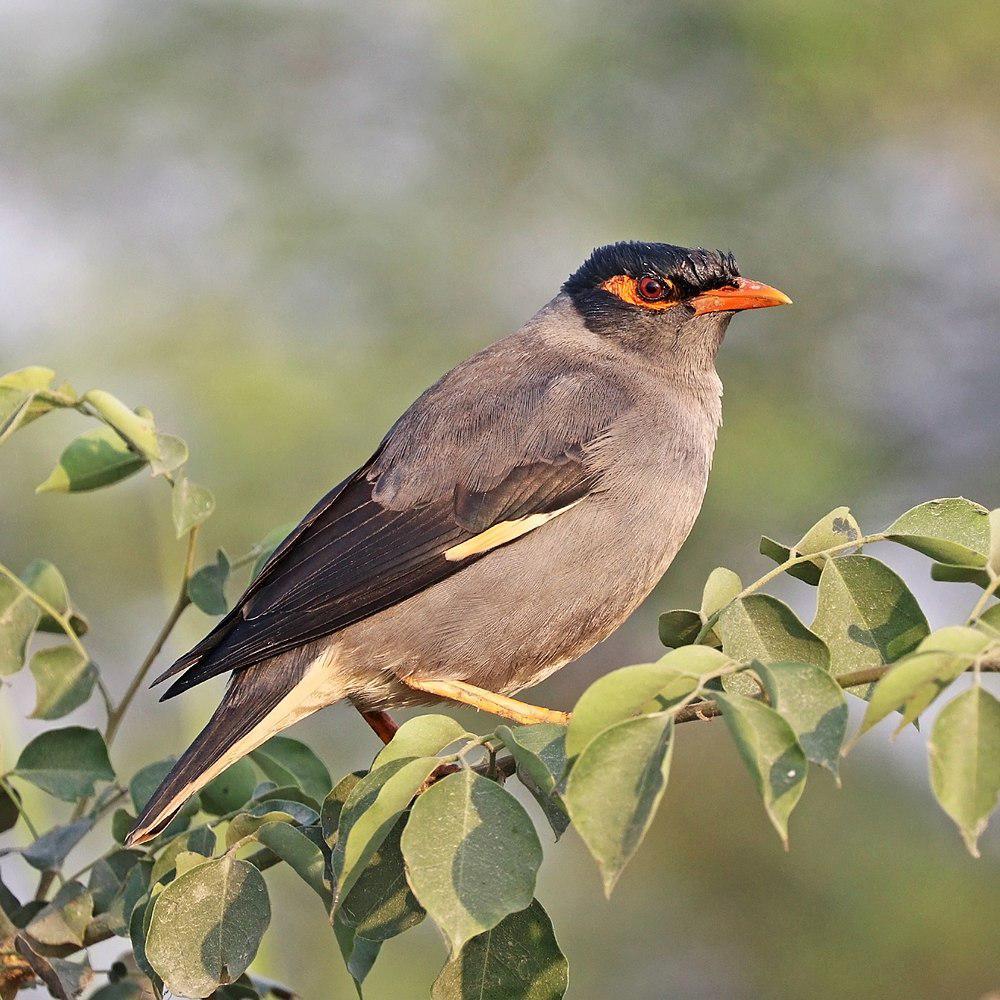 灰背岸八哥 / Bank Myna / Acridotheres ginginianus