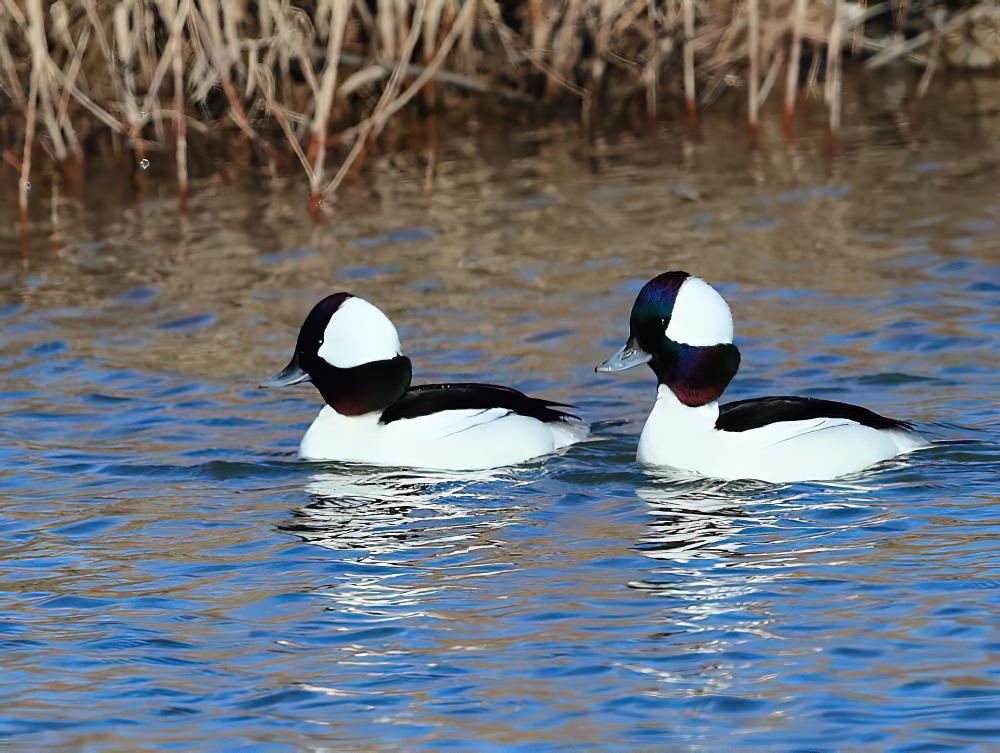 白枕鹊鸭 / Bufflehead / Bucephala albeola