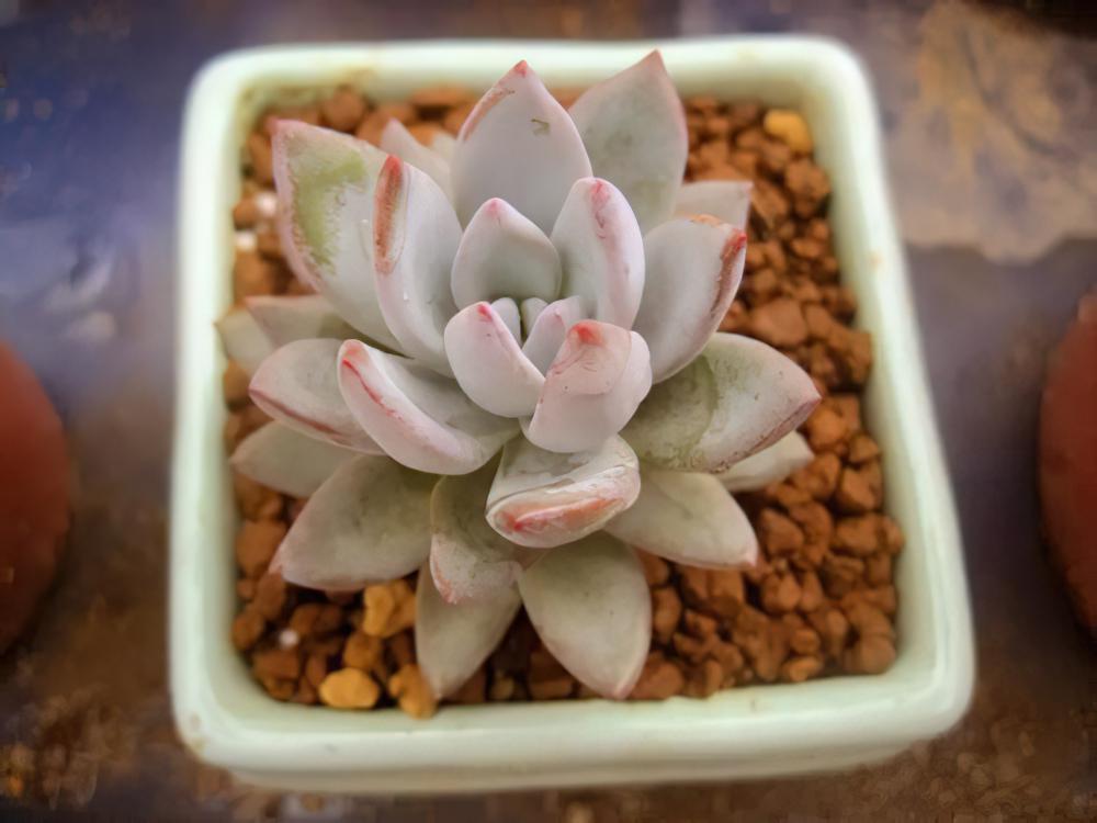 霜之朝Pachyveria ‘Powder Puff‘