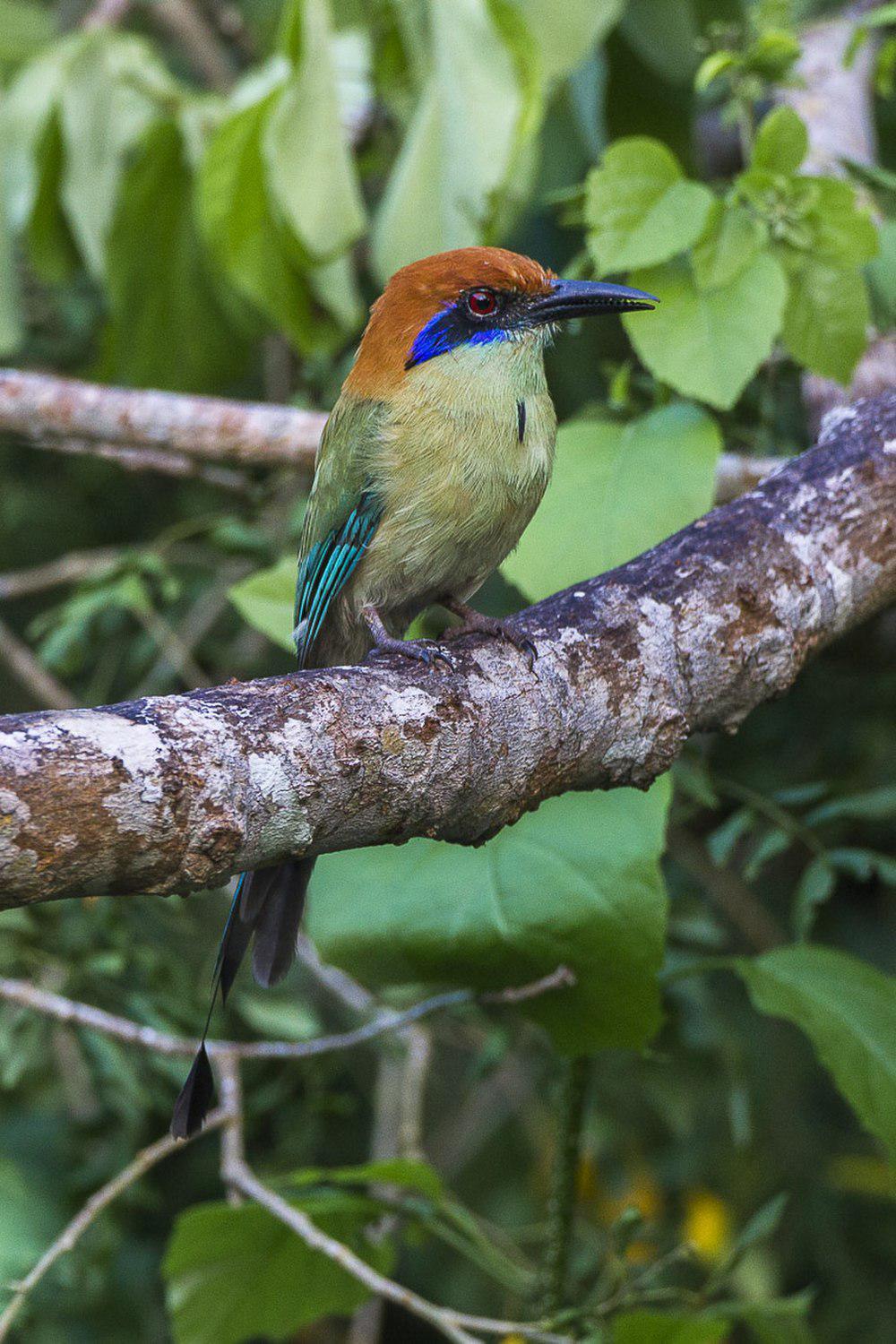 锈顶翠鴗 / Russet-crowned Motmot / Momotus mexicanus